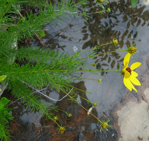 {Coreopsis pulchra}